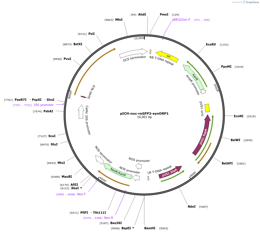 191759-plasmid-map-sequence-id-378855