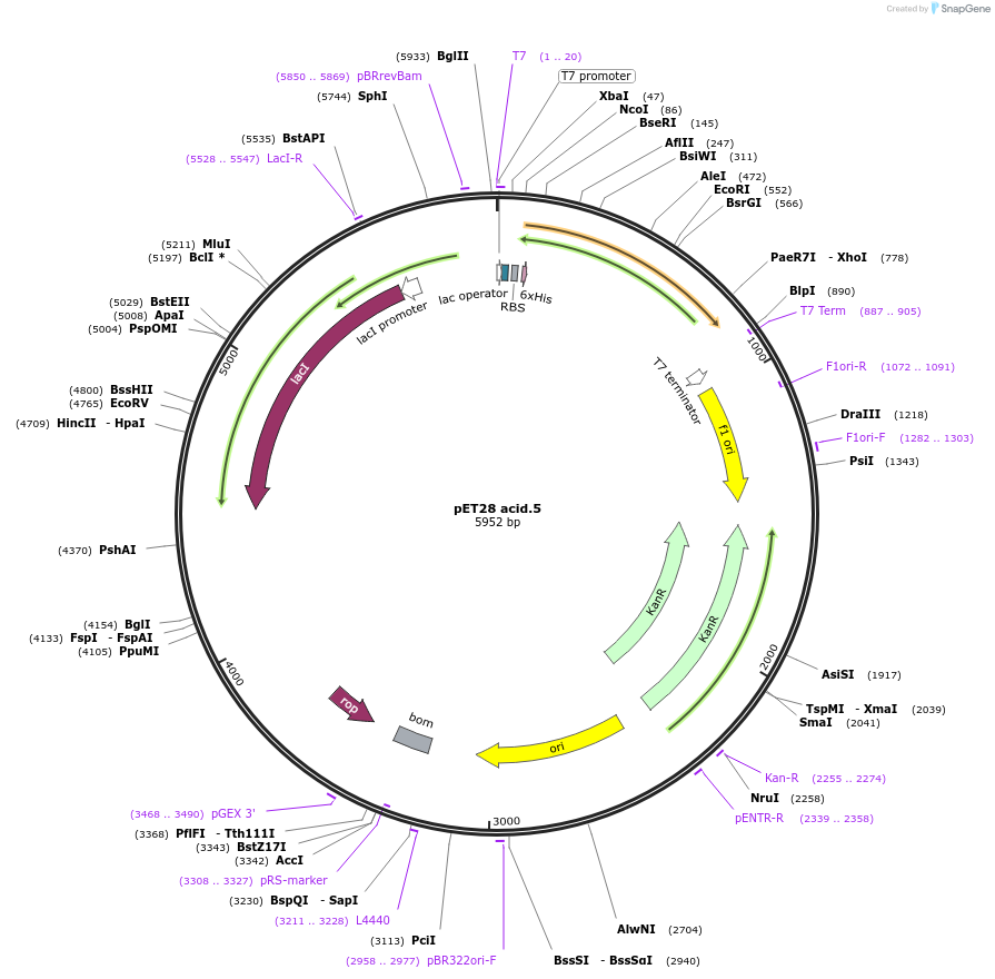 191903-plasmid-map-sequence-id-378857