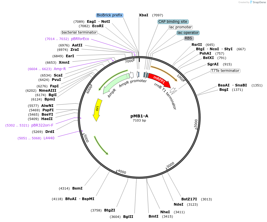 190114-plasmid-map-sequence-id-378860