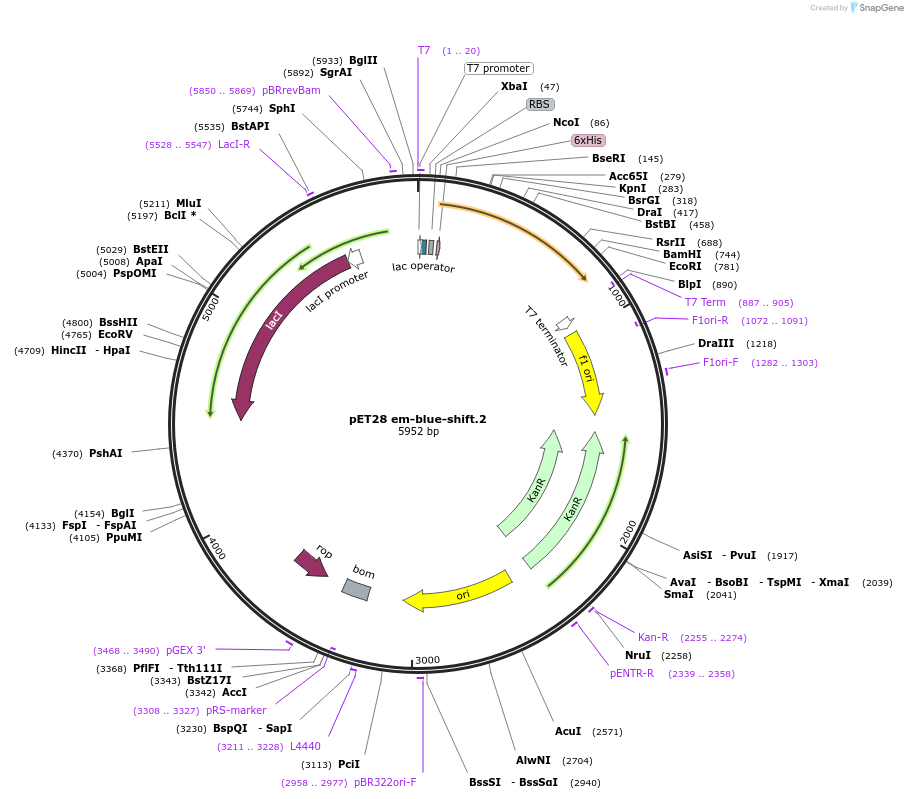 191901-plasmid-map-sequence-id-378862