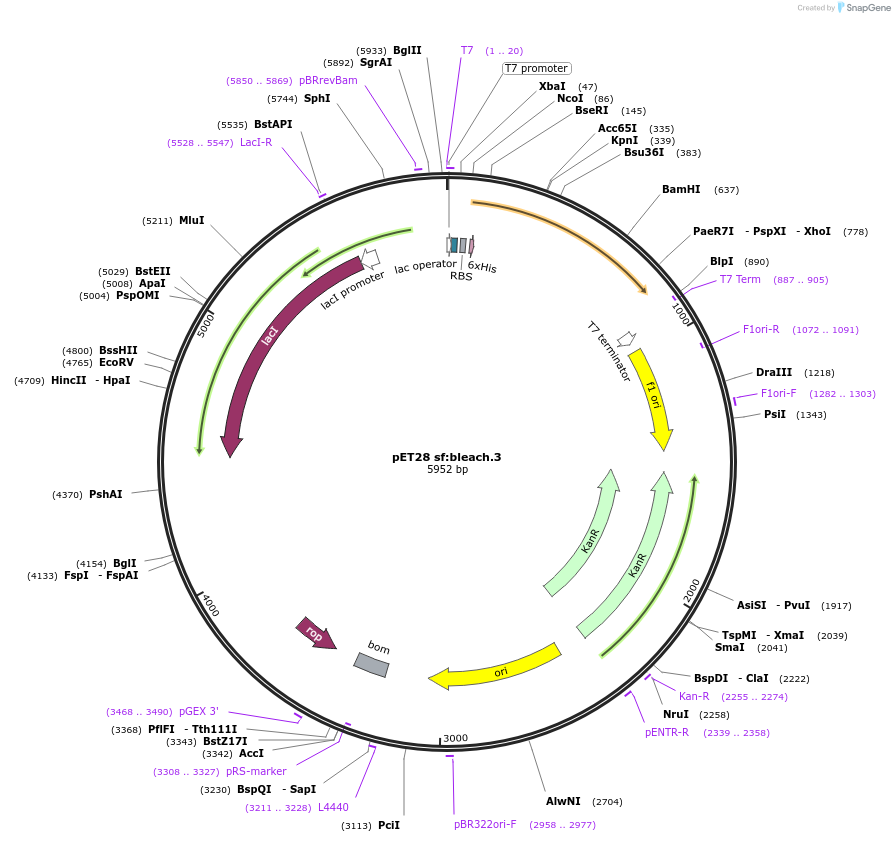 191925-plasmid-map-sequence-id-378866