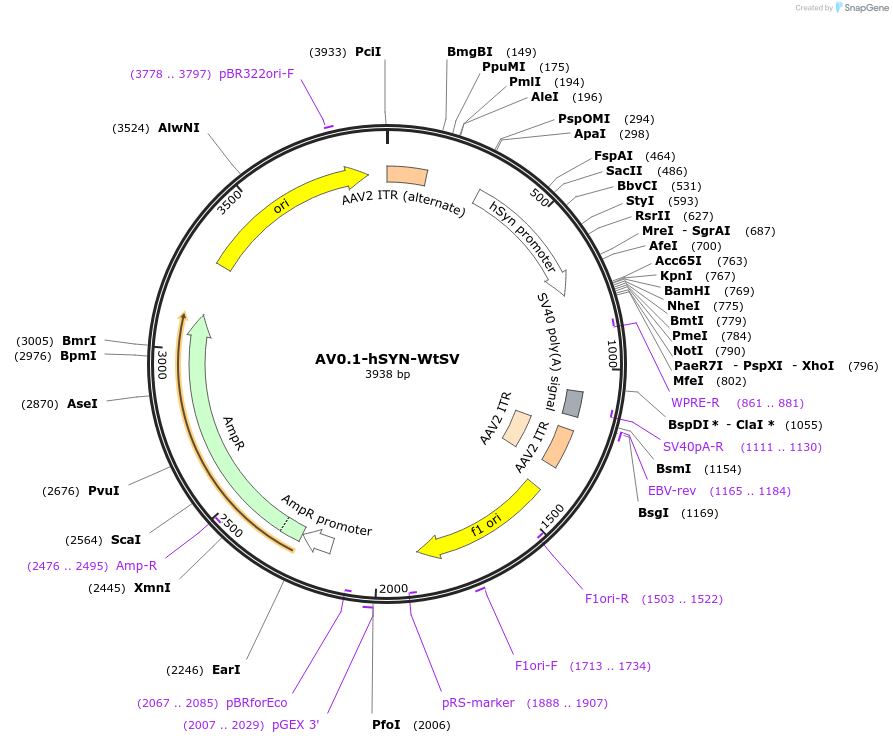 192890-plasmid-map-sequence-id-378873