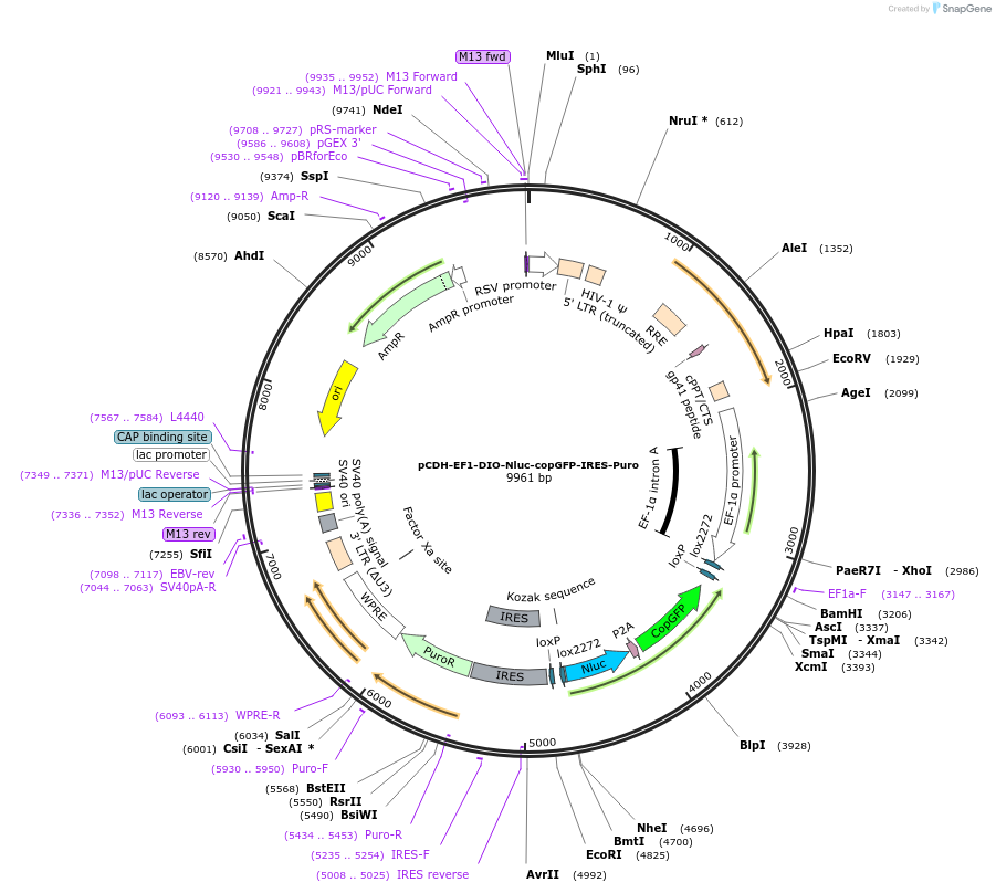 192875-plasmid-map-sequence-id-378875