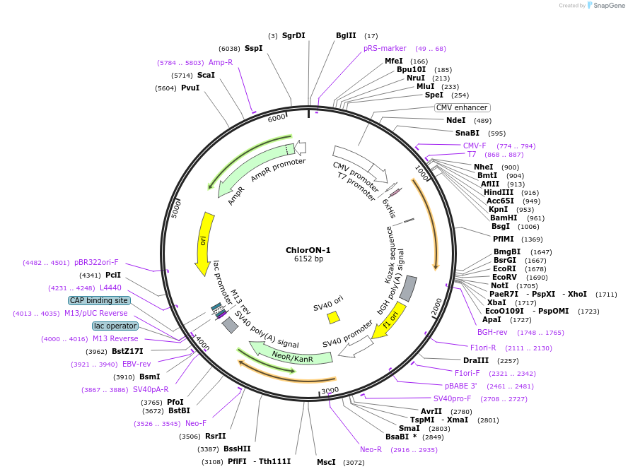 193477-plasmid-map-sequence-id-378876