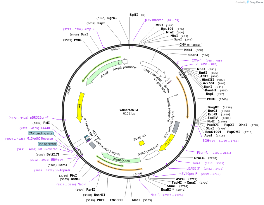 193479-plasmid-map-sequence-id-378879