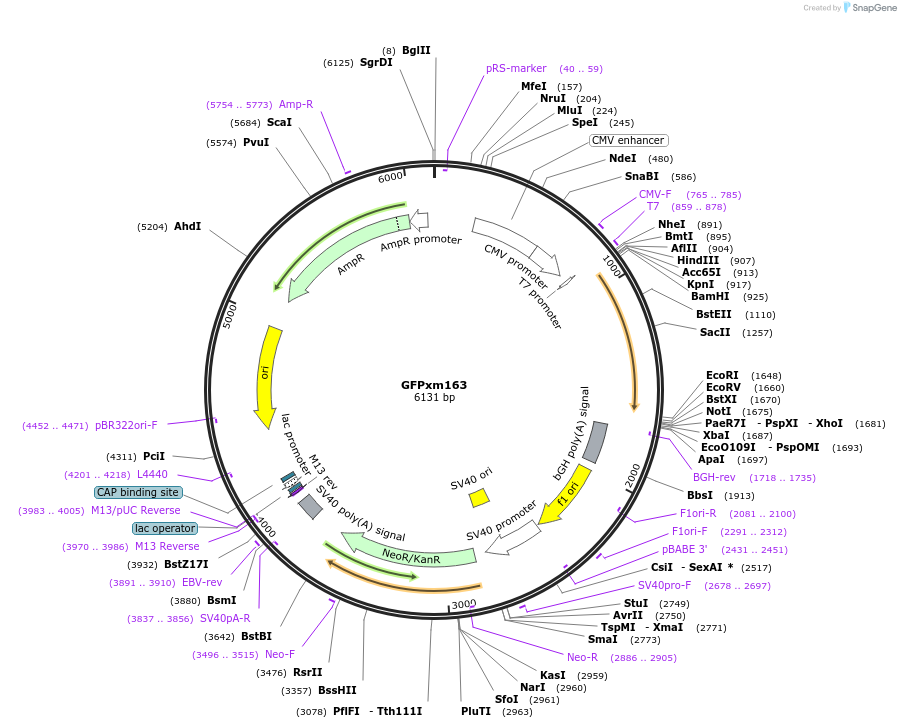 193480-plasmid-map-sequence-id-378881