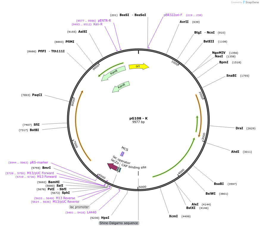 178039-plasmid-map-sequence-id-378887