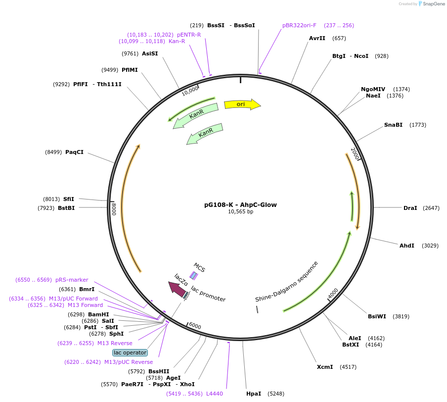 185135-plasmid-map-sequence-id-378889