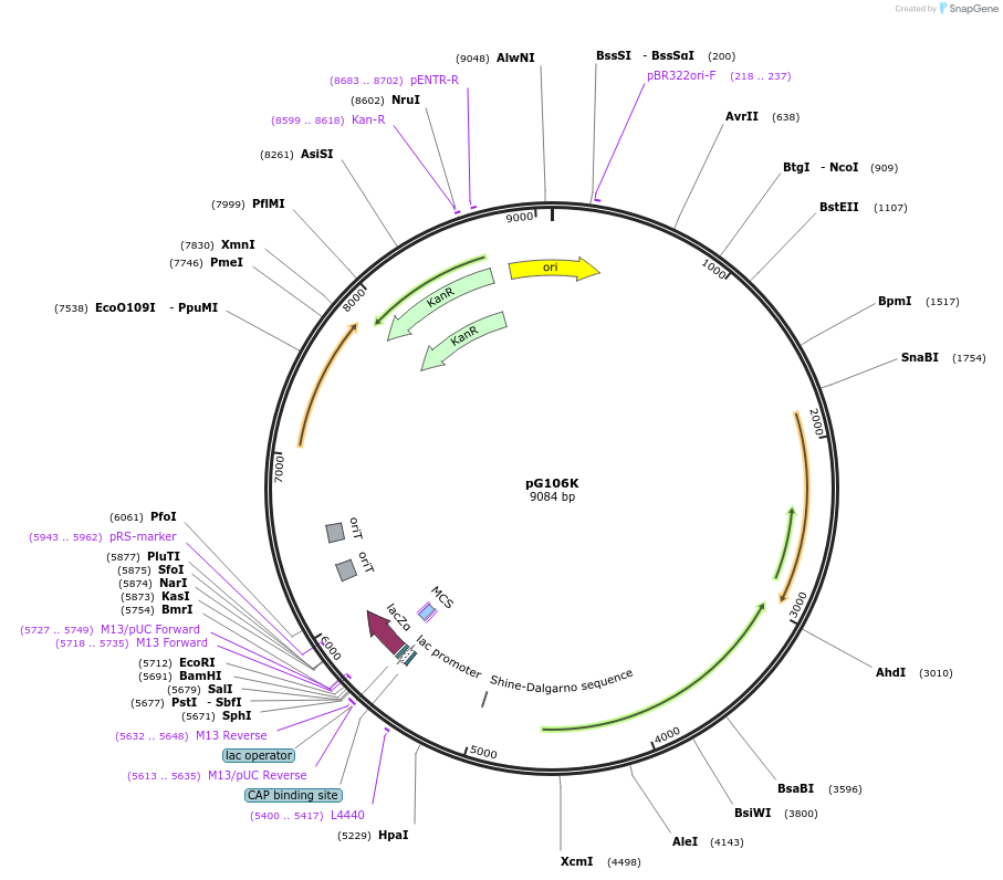 191377-plasmid-map-sequence-id-378890