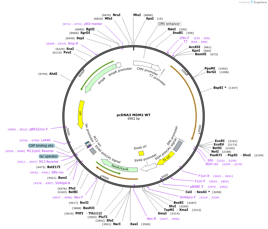 16233-plasmid-map-sequence-id-378893