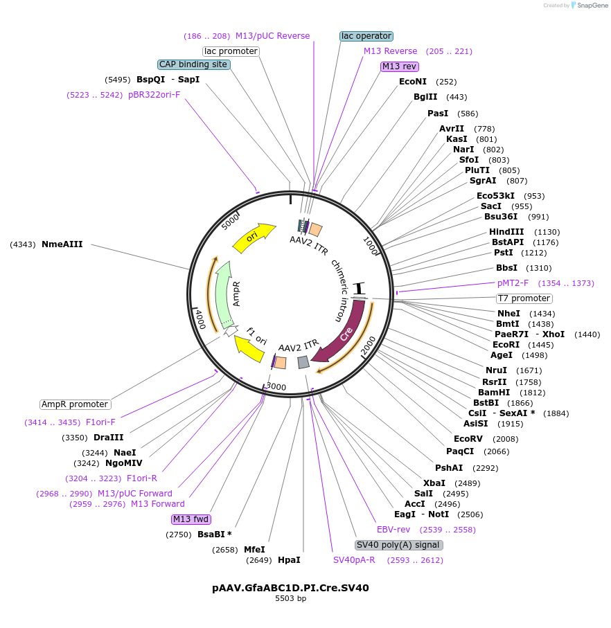 105603-plasmid-map-sequence-id-378896