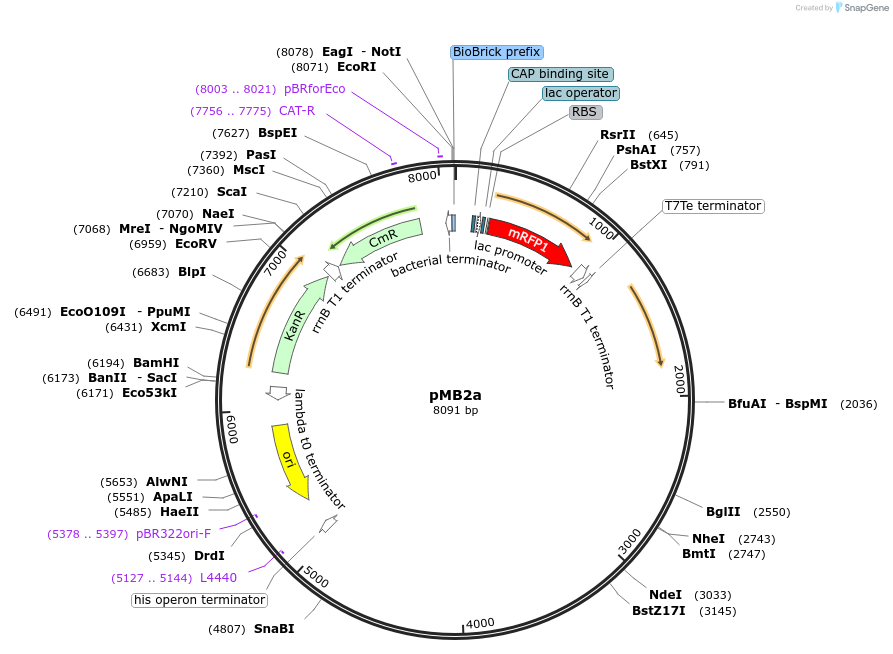 190120-plasmid-map-sequence-id-378901