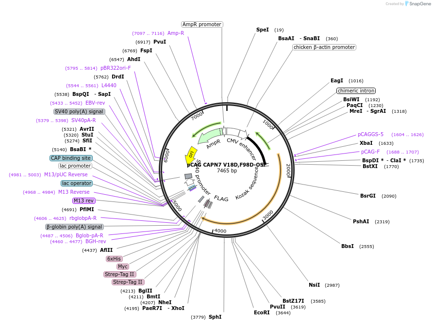 193045-plasmid-map-sequence-id-378994