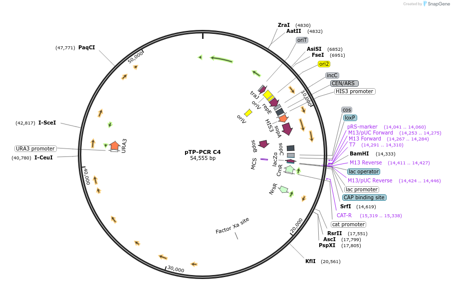 189621-plasmid-map-sequence-id-379021