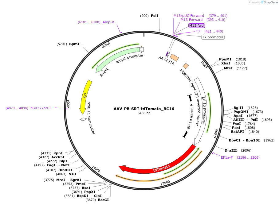 193181-plasmid-map-sequence-id-379023