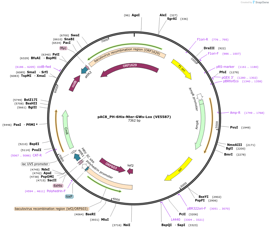 163768-plasmid-map-sequence-id-379027