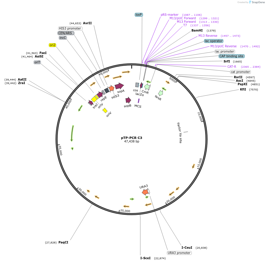 189620-plasmid-map-sequence-id-379033
