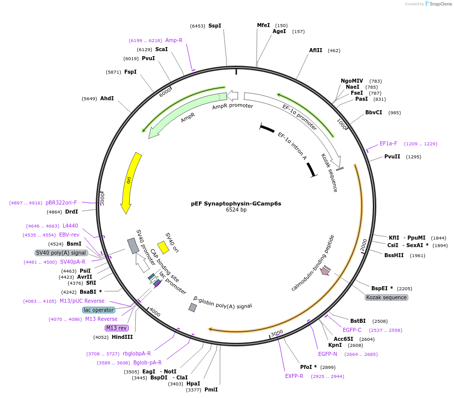 188981-plasmid-map-sequence-id-379038