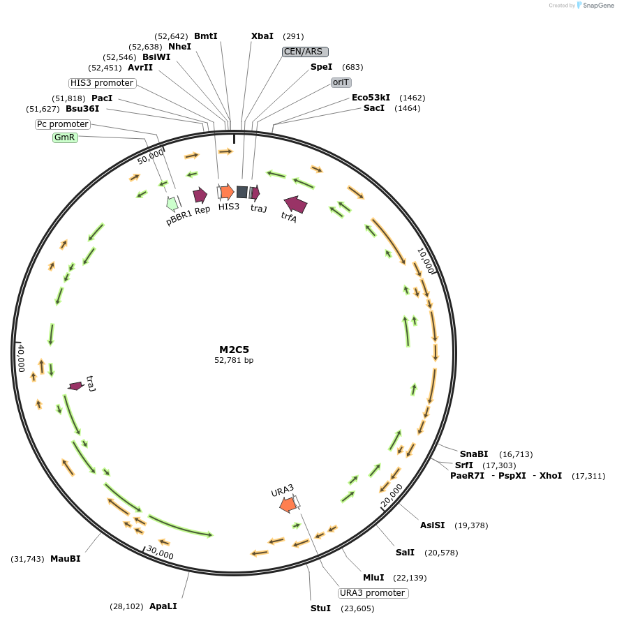 188606-plasmid-map-sequence-id-379041