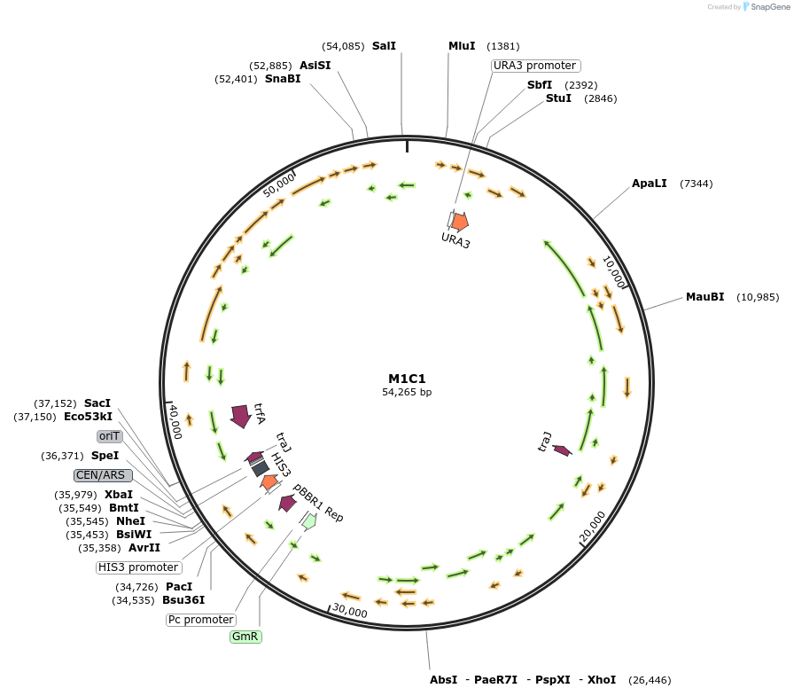 188609-plasmid-map-sequence-id-379046