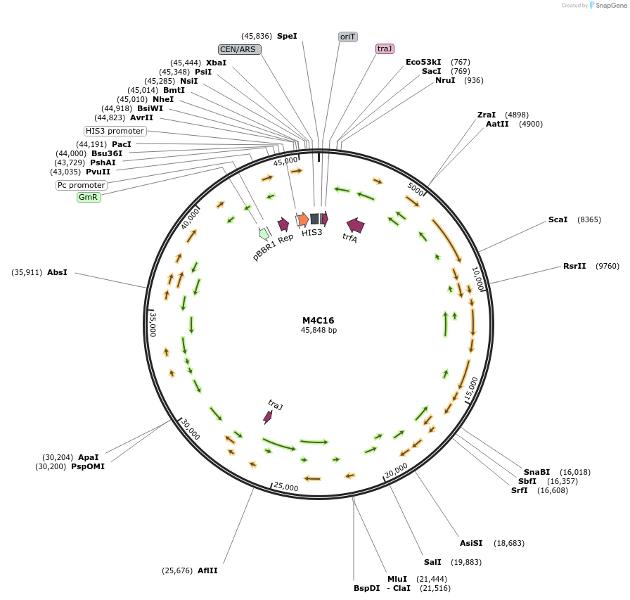 188610-plasmid-map-sequence-id-379049