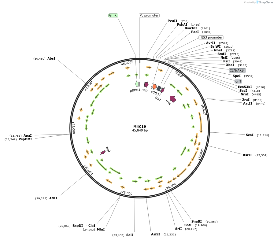 188611-plasmid-map-sequence-id-379050