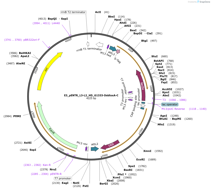 191587-plasmid-map-sequence-id-379067