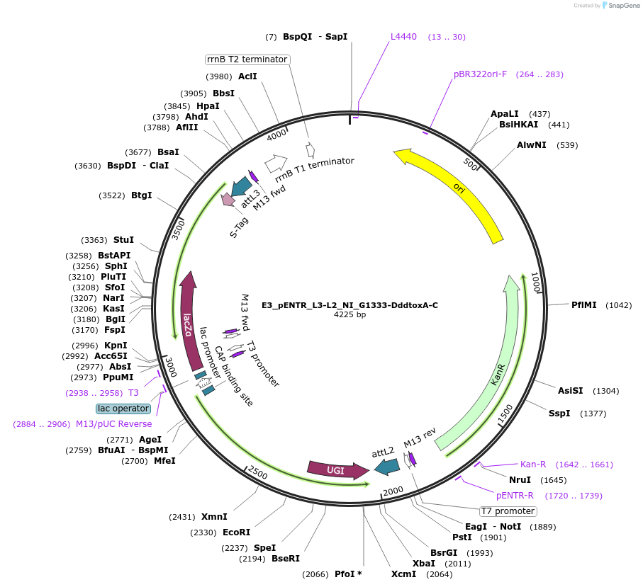191588-plasmid-map-sequence-id-379070