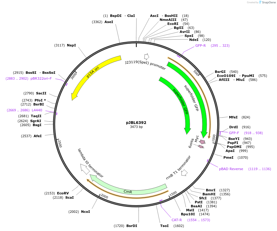 193141-plasmid-map-sequence-id-379071