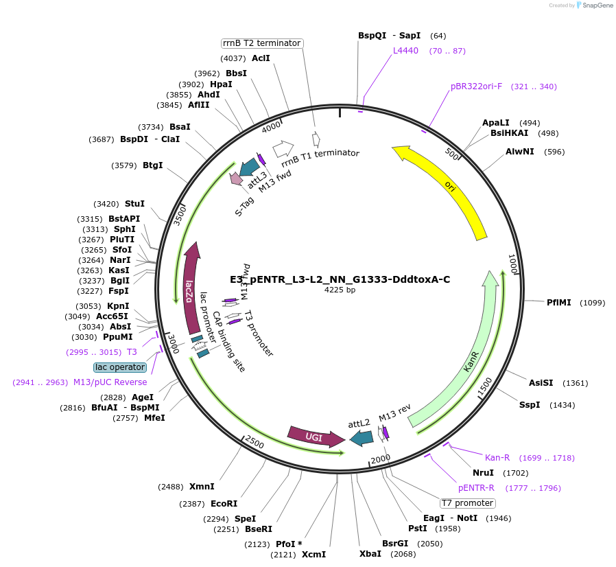 191589-plasmid-map-sequence-id-379072