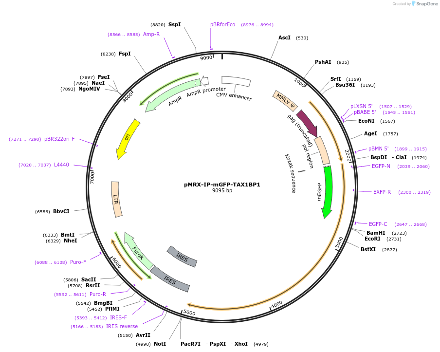 192803-plasmid-map-sequence-id-379073