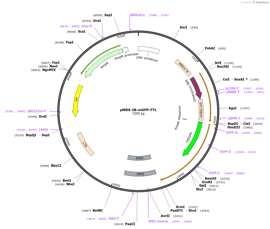 192801-plasmid-map-sequence-id-379074