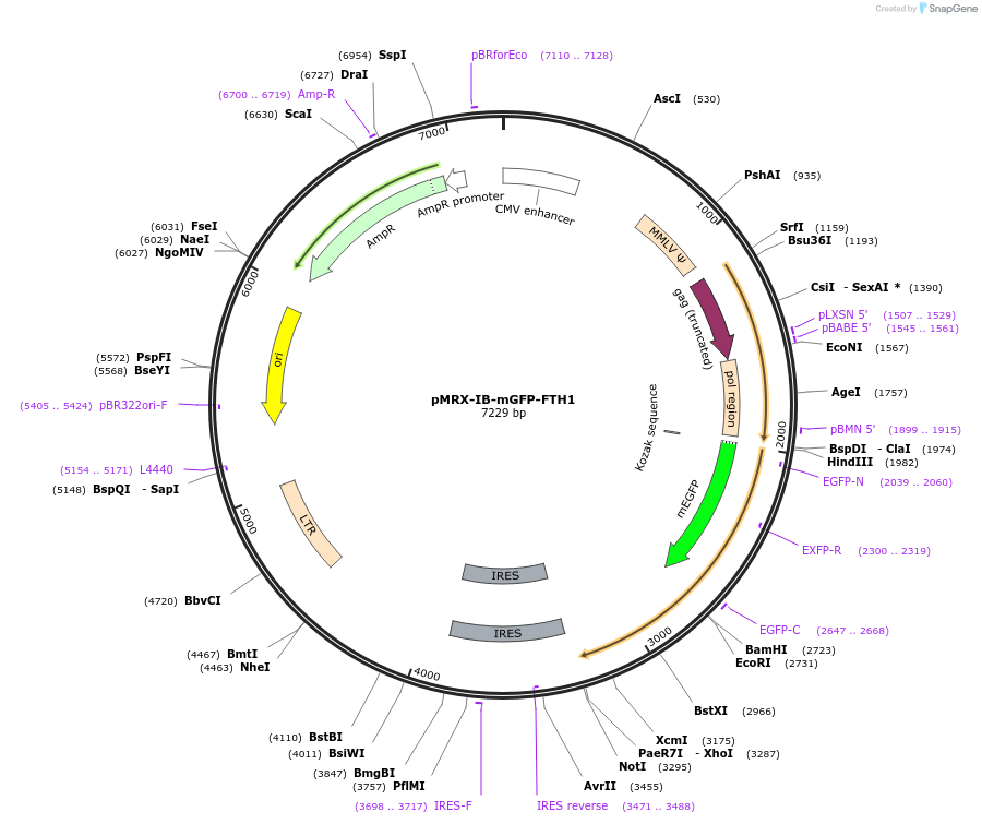 192800-plasmid-map-sequence-id-379075