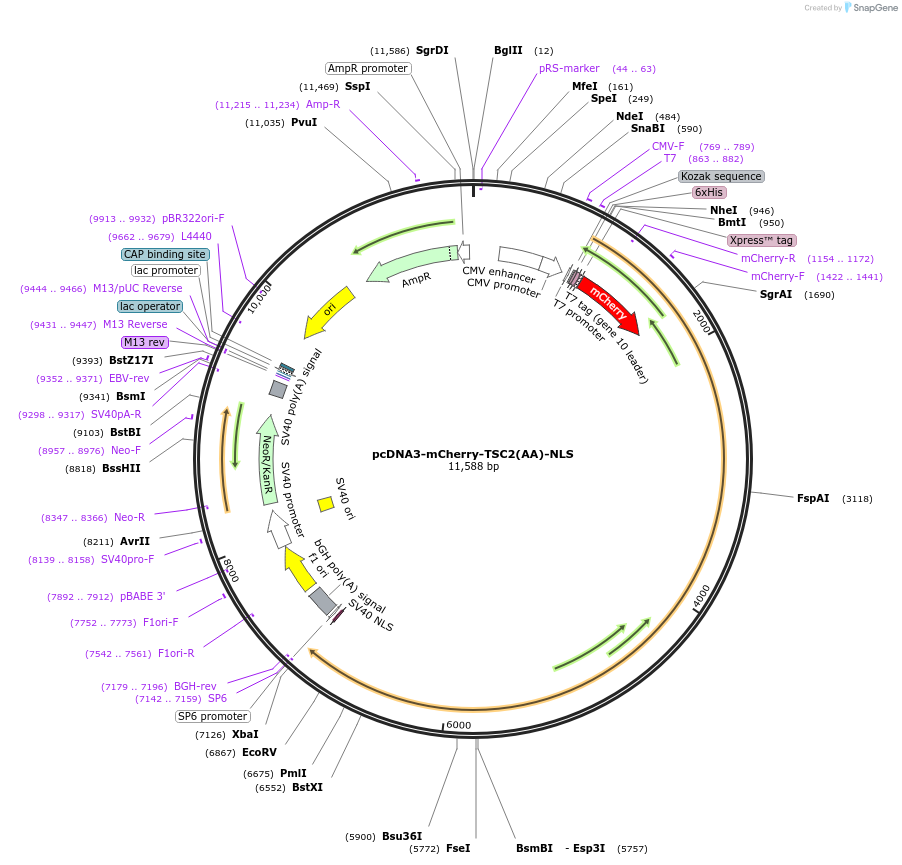192443-plasmid-map-sequence-id-379076