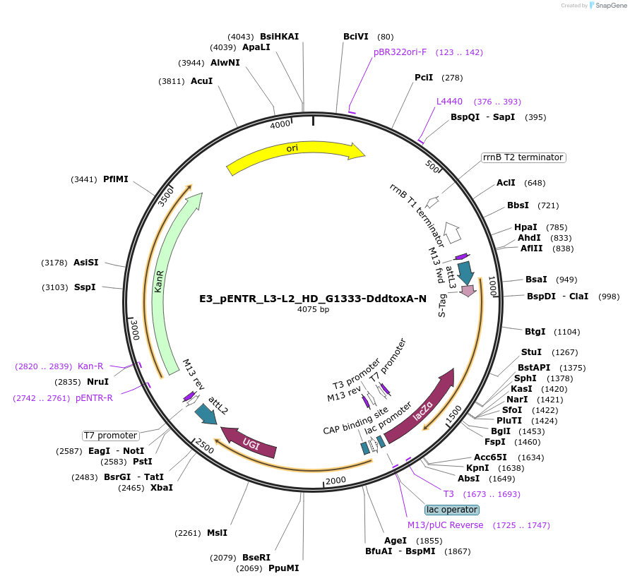 191590-plasmid-map-sequence-id-379079
