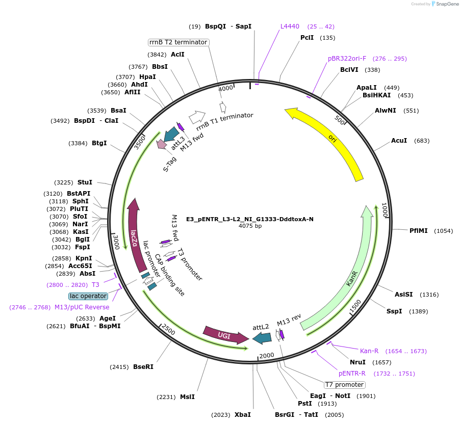 191591-plasmid-map-sequence-id-379080