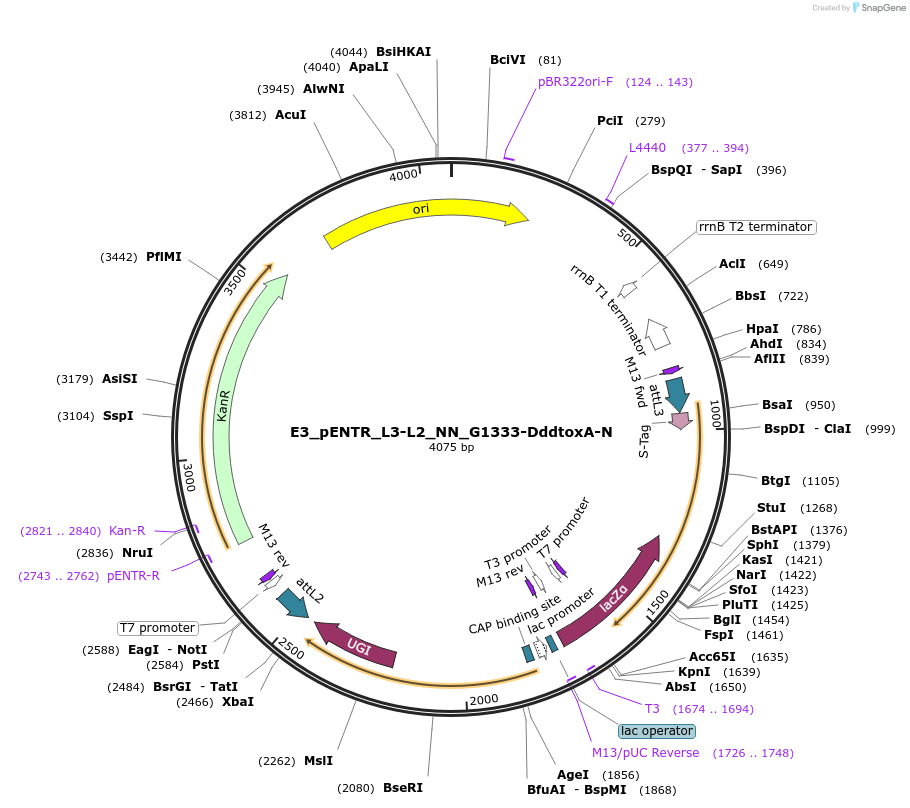 191592-plasmid-map-sequence-id-379081