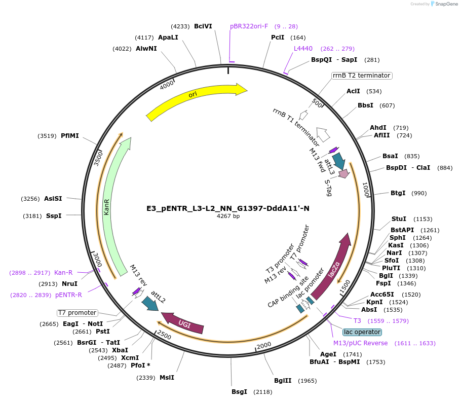 191614-plasmid-map-sequence-id-379107