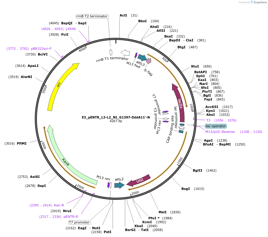 191613-plasmid-map-sequence-id-379108