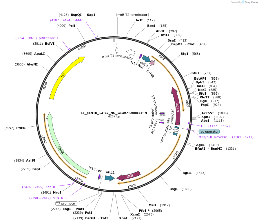 191612-plasmid-map-sequence-id-379109
