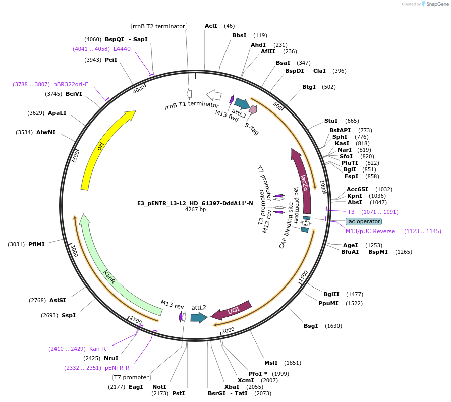 191611-plasmid-map-sequence-id-379110