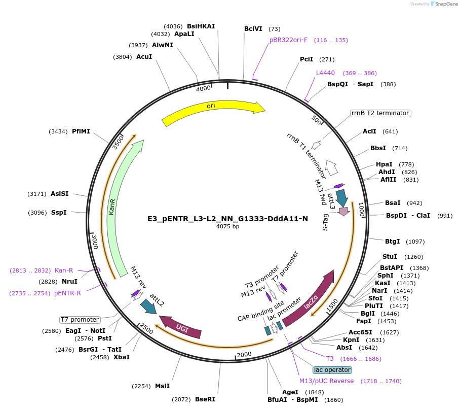 191610-plasmid-map-sequence-id-379111