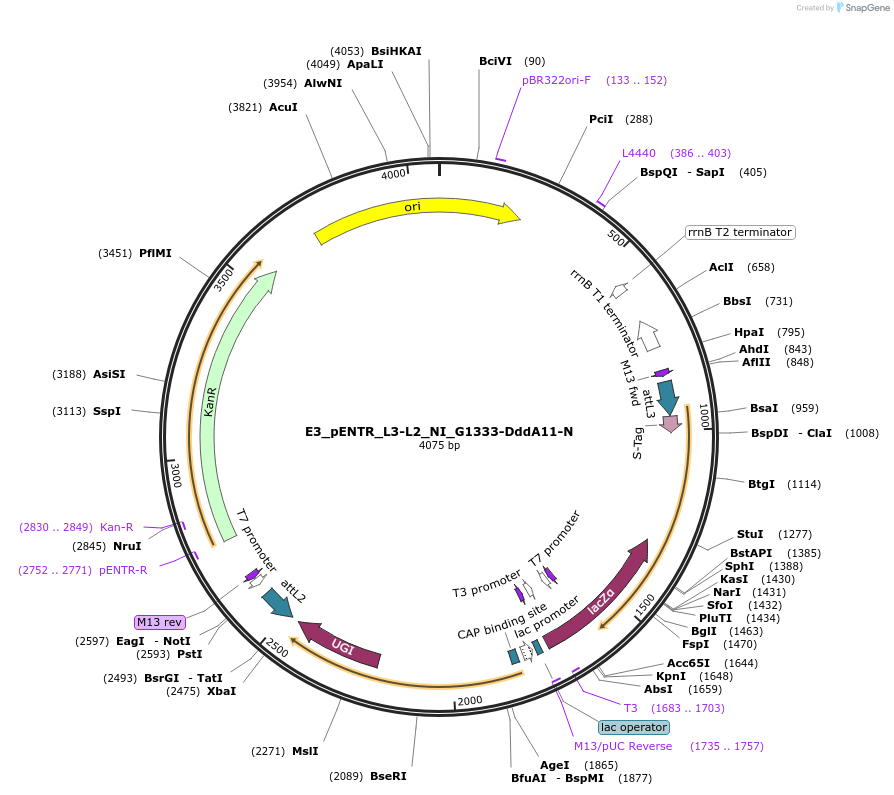 191609-plasmid-map-sequence-id-379112