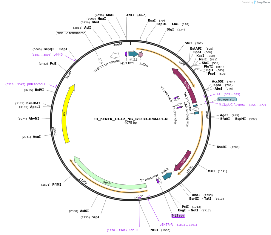 191608-plasmid-map-sequence-id-379113