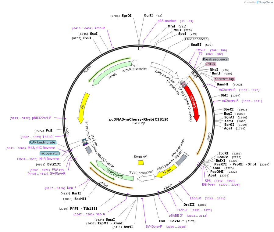 192437-plasmid-map-sequence-id-379127