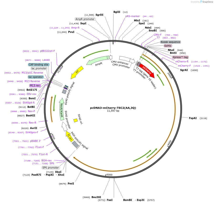 192444-plasmid-map-sequence-id-379131