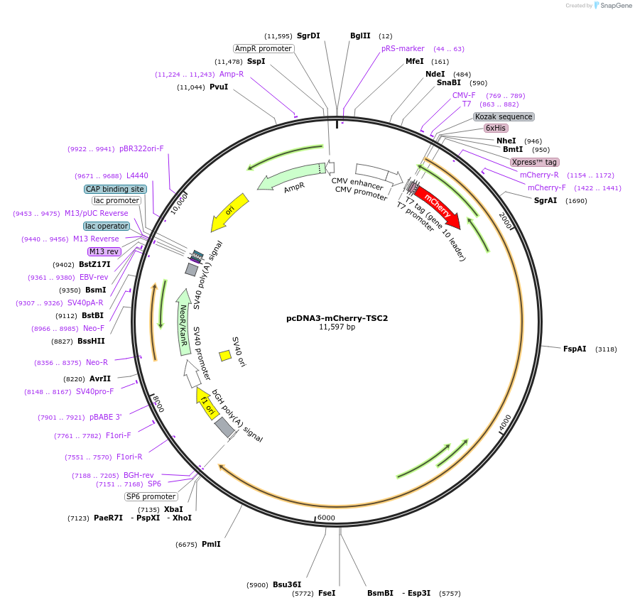 192440-plasmid-map-sequence-id-379133