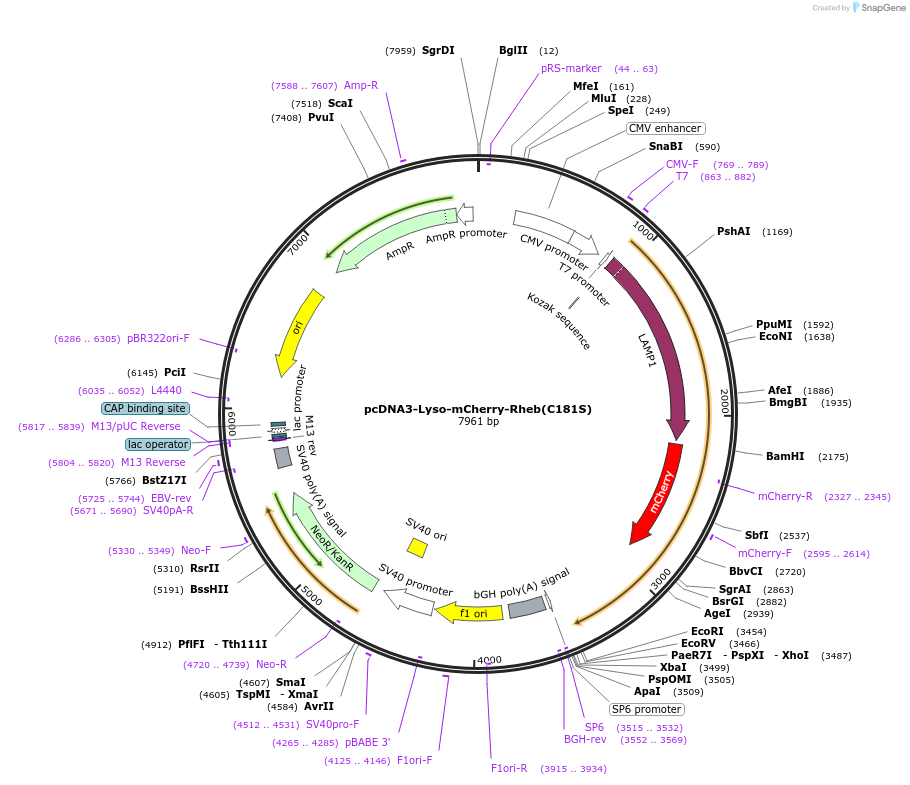 192438-plasmid-map-sequence-id-379134