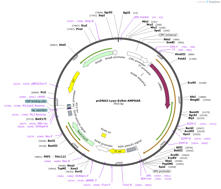 192449-plasmid-map-sequence-id-379140