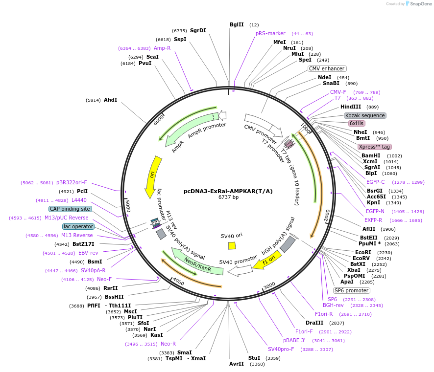 192447-plasmid-map-sequence-id-379141